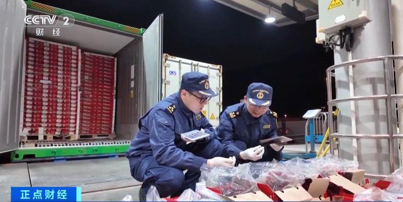 今年“智利樱桃季”正式启幕 首批海运智利樱桃抵达深圳